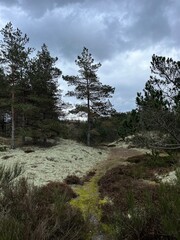 trees in the forest with moss on the ground