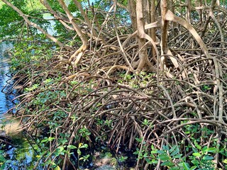 view of mangrove roots in a mongrove of Guadeloupe in the French West Indies with tropical vegetation and a body of water on a sunny day

