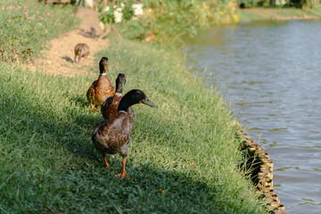 Mallard ducks by pond edge. Male with distinctive green head and white neck ring, female with mottled brown feathers. Waterfowl in natural habitat. 