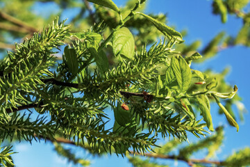 Macro  - Forest - Europe, Romania