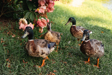 Mallard ducks by pond edge. Male with distinctive green head and white neck ring, female with mottled brown feathers. Waterfowl in natural habitat. 