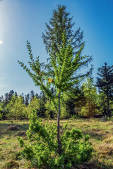 Macro  - Forest - Europe, Romania