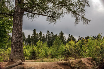 Macro  - Forest - Europe, Romania