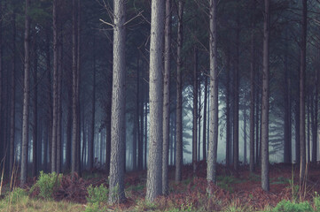 Obraz premium morning in the forest