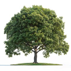 Fototapeta premium Conceptual tree with geometric shapes and vibrant textures, isolated.