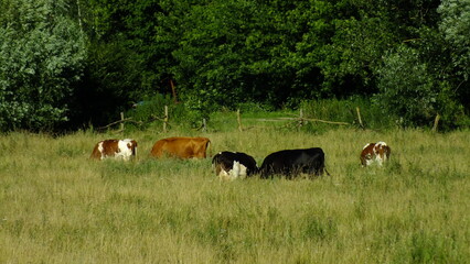 cows in the field