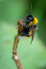 Hummel mit Milbenbefall