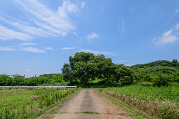Obraz premium 田舎の原風景と大きなエノキの木