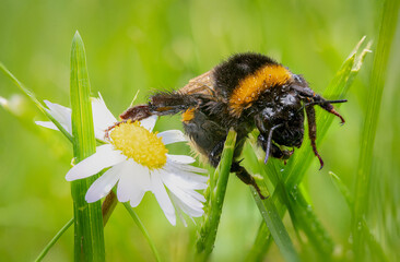 Hummel nass im Gras sitzend