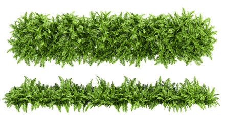 green grass isolated on white