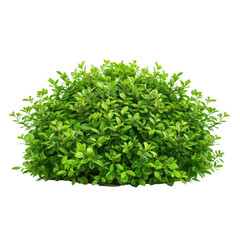 Naklejka premium Green Bush with Lush Foliage