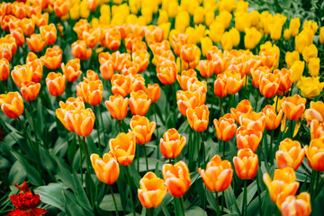 Blooming flowers tulips in the spring garden keukenhof.