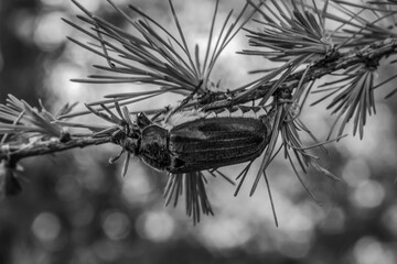 Macro  - Forest - Europe, Romania