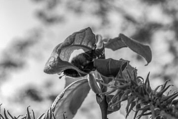 Macro  - Forest - Europe, Romania