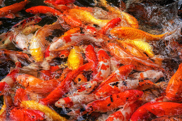 Koi fish are an extremely popular and colorful form of the fish species Amur carp (Cyprinus rubrofuscus).