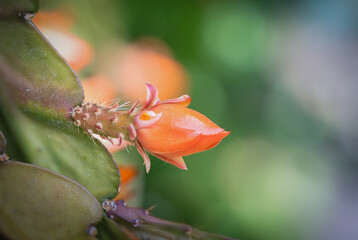 Epiphyllum crenatum rote Kaktusblüte