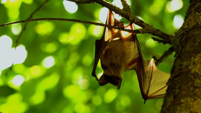4k bat in Ordo family name is Chiroptera, hanging upside down on a branch (Lyle's flying fox)
