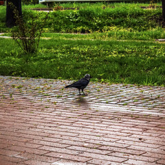 City Architecture - Europe, Romania, Suceava region, , Radauti city