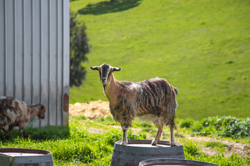 Domestic goats close up, farm life, pets