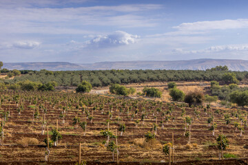 The scenic agricultural farms with growing crops on the Israeli land on the border with Syria, in the area of Golan Heights.
