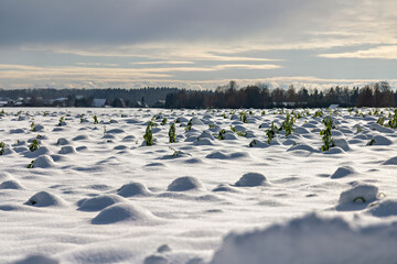 Winter landscape with snow and plant remains sticking out of the snow