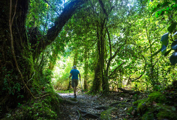 Obraz premium Hike in the forest