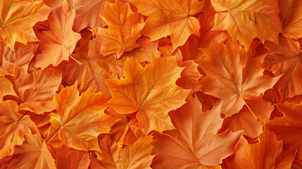 The background of the leaves that have fallen on the floor in autumn. The leaves have turned yellow and reddish.