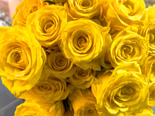 Close-Up of Vibrant Yellow Roses in Bloom