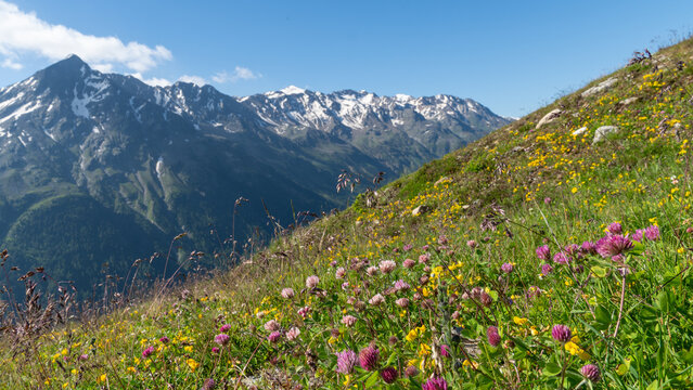 Bl&uuml;hende Blumenwiese in den Oetztaler Alpen