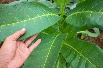 Hand holding green tobacco leaf