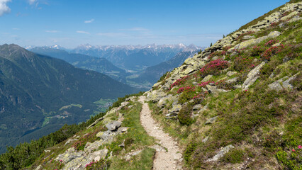 Obraz premium Wanderweg mit blühendendem Rhododendron in den Stubaier Alpen im Sommer