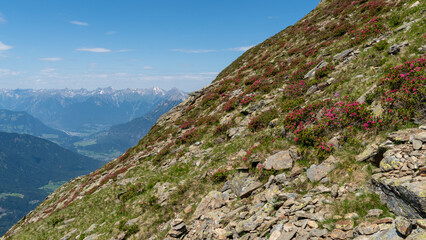 Blühender Rhododendron in den Stubaier Alpen im Sommer