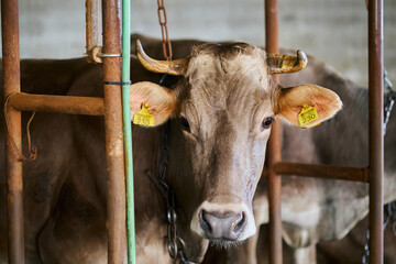 Close Up of Cow Behind Fence