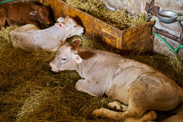 Resting Cattle Inside a Rustic Barn