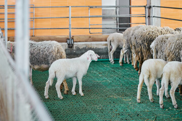 Herd of Sheep Standing Together