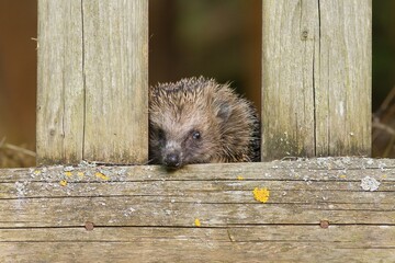 European hedgehog (Erinaceus europaeus) peeping out from an old hay shed in a beautiful rustic...