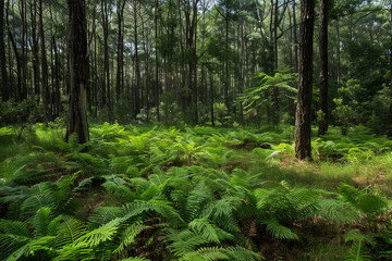 Obraz premium A lush green forest with a lot of ferns and trees