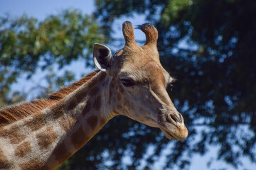 A portrait of a giraffe in a nature reserve in Zimbabwe