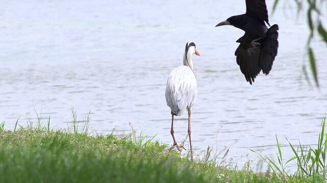 Grey Heron Bird, Crows, Ardea Cinerea By Lake, Wild Birds in Natural Environment