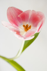 Elegant close-up of a delicate pink tulip with soft petals against a light background. The simple composition with green leaves, serene and graceful floral scene. Pastel tones and minimalist style