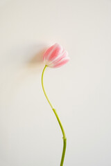 Elegant pink tulip flower over white background. Minimalist simple close up view flower