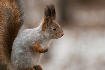 Common red squirrel in wildlife, Sciurus vulgaris 