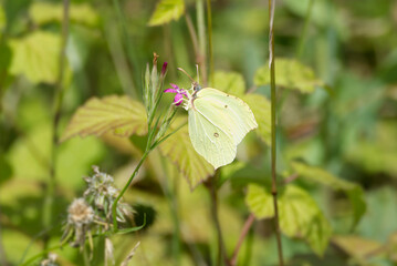 Common brimstone butterfly (Gonepteryx rhamni) sitting on a pink flower in Zurich, Switzerland