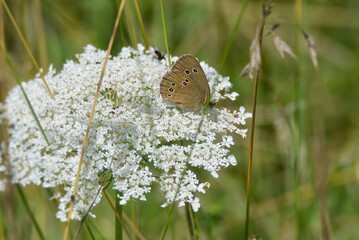 Ringlet (Aphantopus hyperantus) butterfly sitting on a white flower in Zurich, Switzerland