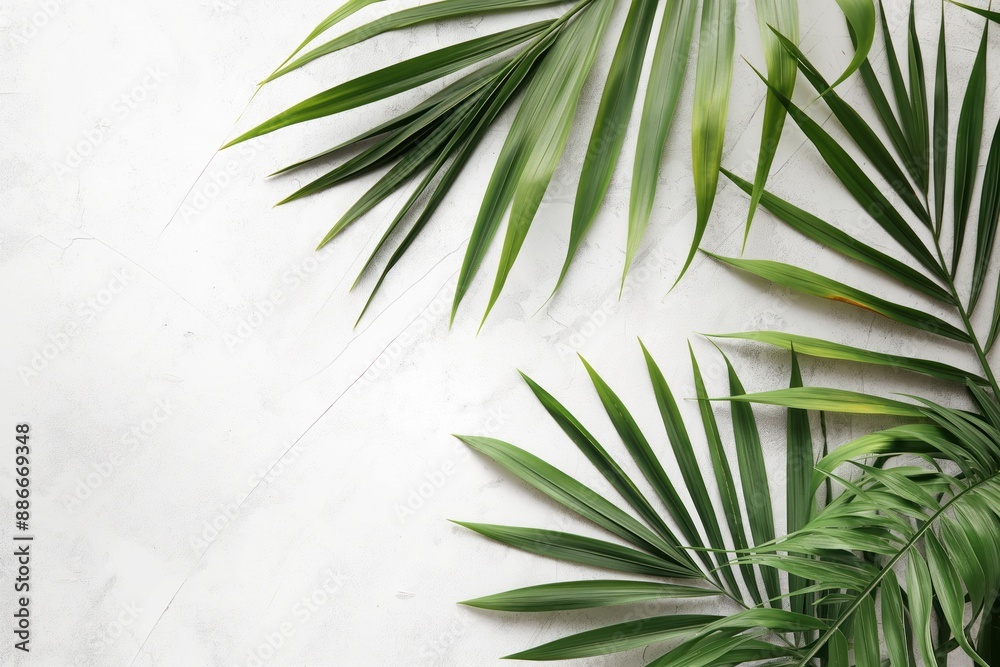Poster Palm leaves on white background. Close-up view of two green palm fronds with varying sizes creating depth. Fresh and natural texture, ideal for eco-friendly or nature-inspired designs.