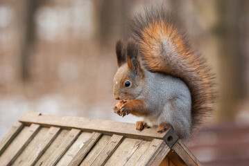 Common red squirrel in wildlife, Sciurus vulgaris 