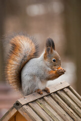 Common red squirrel in wildlife, Sciurus vulgaris 