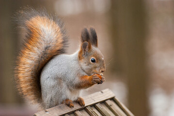 Common red squirrel in wildlife, Sciurus vulgaris 