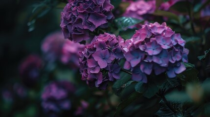 Beautiful Purple Hydrangea Flowers in Nature