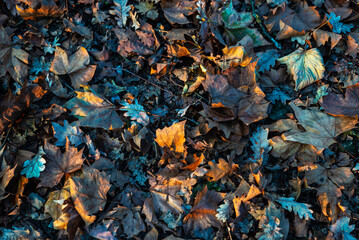 Pile of fallen leaves in autumn as background